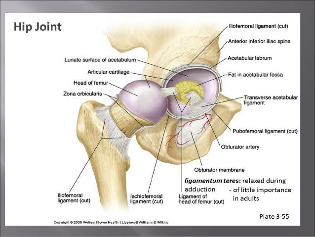 diagram of the hip image gallery hip joint anatomy diagram of the hip image gallery hip joint anatomy